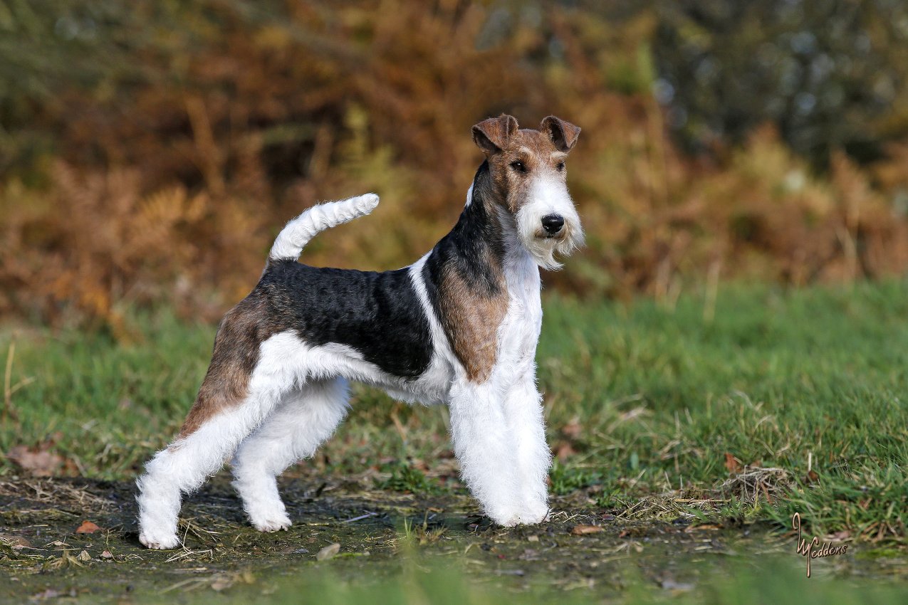 Glatthaar Foxterrier Dahna v.d. Bismarckquelle