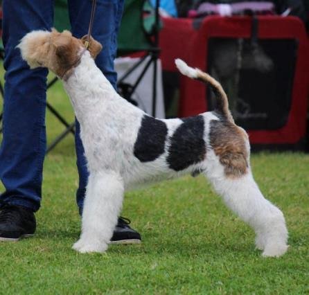 Glatthaar Foxterrier Doc v.d. Bismarckquelle