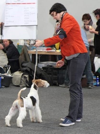 Glatthaar Foxterrier Do v.d. Bismarckquelle