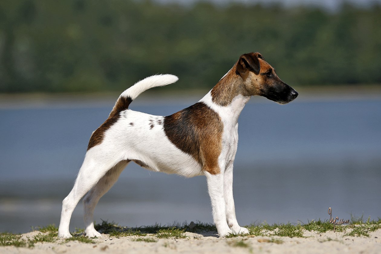 Bild: Foxterrier Fly v.d. Bismarckquelle