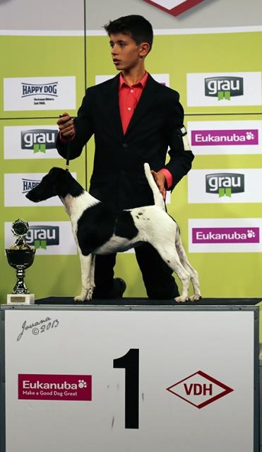 Glatthaar Foxterrier Percy v.d. Bismarckquelle