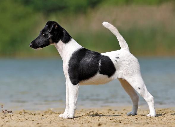 Bild: Foxterrier Prada v.d. Bismarckquelle