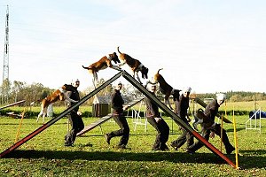 Bild: Foxterrier macht Agility