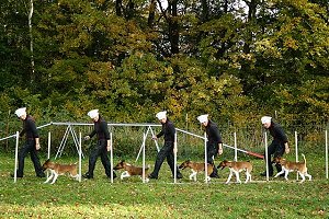 Bild: Foxterrier macht Agility