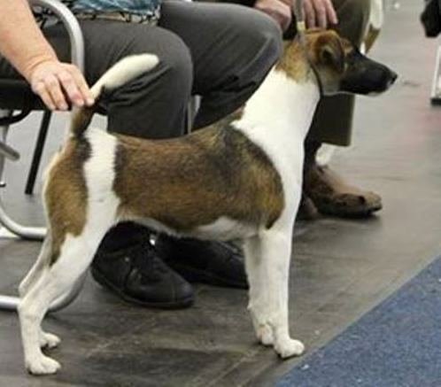 Glatthaar Foxterrier Yanni v.d. Bismarckquelle