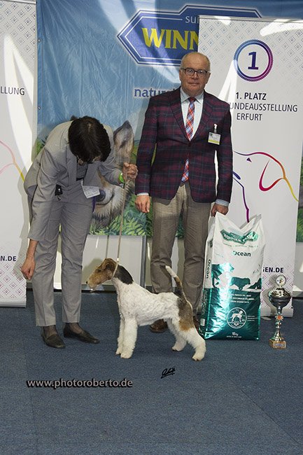 Glatthaar Foxterrier Yunnus v.d. Bismarckquelle