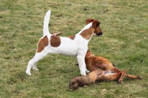 Bild: Fox Terrier Zofia v.d. Bismarckquelle