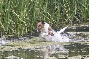 Bild: Fox Terrier Zofia v.d. Bismarckquelle