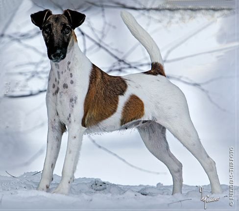 Bild: Foxterrier Aggi v. d. Bismarckquelle