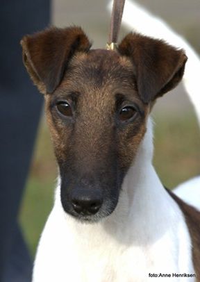 Bild: Foxterrier Famos v. d. Bismarckquelle