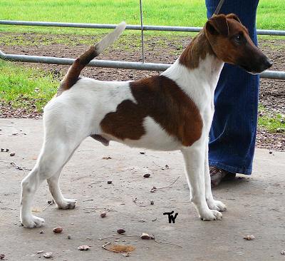 Bild: Foxterrier Liam v. d. Bismarckquelle