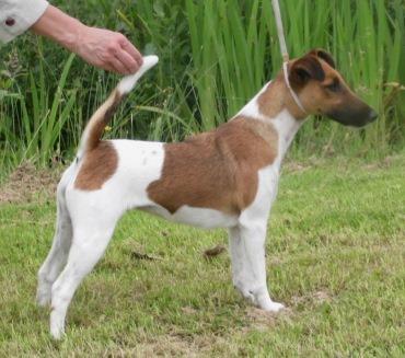 Bild: Foxterrier Smilla v. d. Bismarckquelle