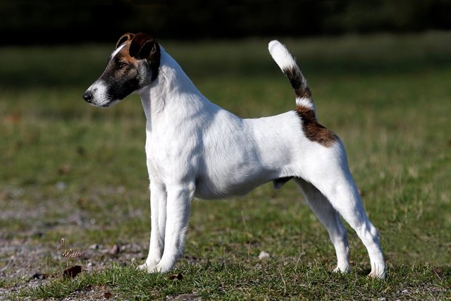 Bild: Foxterrier Vamos v. d. Bismarckquelle