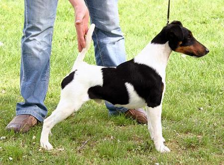 Bild: Foxterrier O'Charly v. d. Bismarckquelle